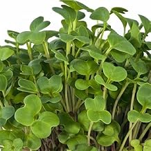 Cress 100+ Seed Pack - COOL BEANS N SPROUTS Brand - Non-GMO - Home Gardening