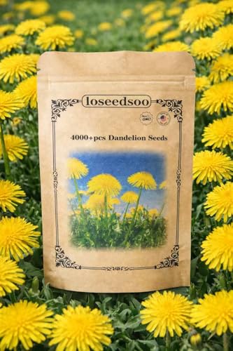 4000+ Dandelion Seeds for Planting Heirloom Non-GMO Taraxacum Officinale Seeds Easy Grow Wildflower Lawn & Garden Outdoor Yard Pollinator Friendly loseedsoo