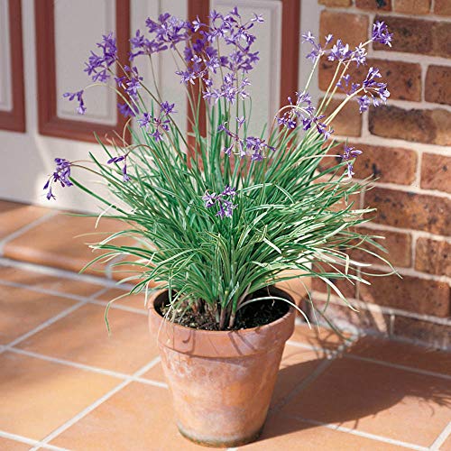 Outsidepride Tulbaghia Violacea Society Garlic Herb Seeds - 200 Seeds #TOP4