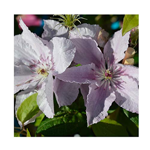 Clematis Hybrid 'Hagley Hybrid' 9cm Pot Size