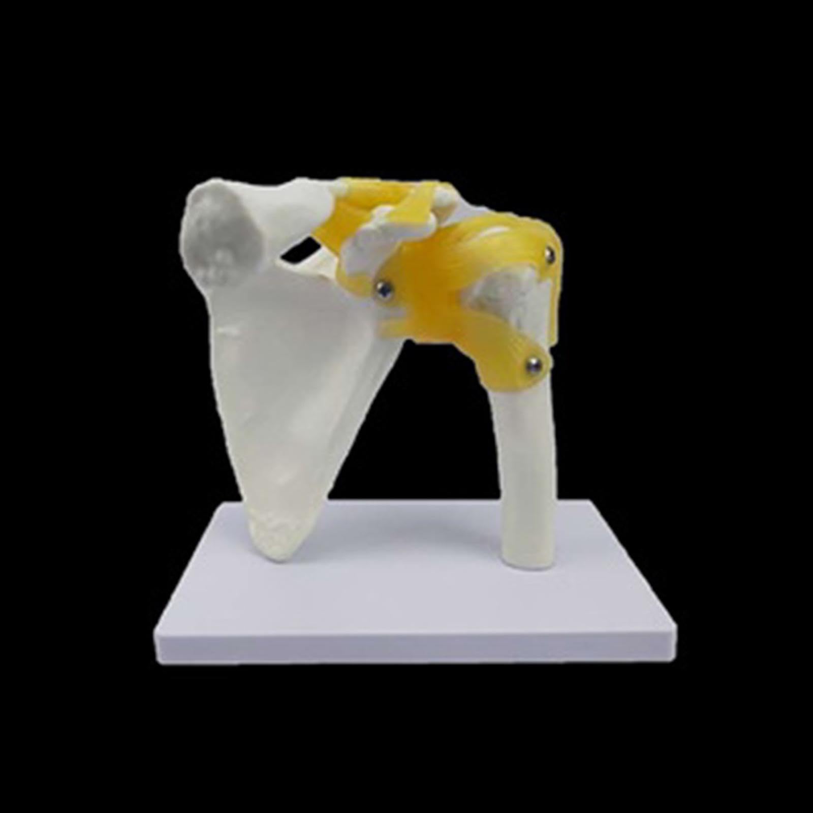 Modelo de Articulación Humana, Herramienta Científica para La Enseñanza, Modelo de Esqueleto Realista, Resistente Y Ligero para Exhibición Y Estudio D, Hombro