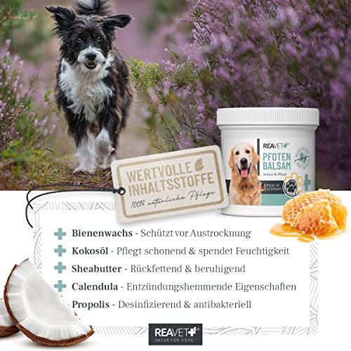 ReaVET Pfotenbalsam Hund & Katze 120ml – Natürliche Pfotenpflege mit Sheabutter, Kokosöl & Bienenwachs I Pfotenschutz Creme, Zubehör für Winter & Sommer