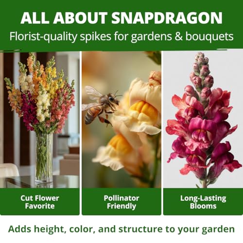 Image of HOME GROWN Snapdragon 'Tetra' 7000 Seeds 1.1g Snapdragon Seeds Perennial Tall Flower Seeds to Plant Outside - Vibrant Mixed Colors, Cottage Gardens & Seasonal Bedding Displays (Antirrhinum majus)