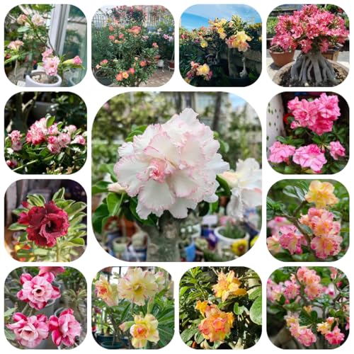 Semillas de la planta rosa del desierto plantas perennes resistentes semillas de hierba rosa del desierto semillas de flores jardín interior plantas decorativas semillas de plantas 9pcs