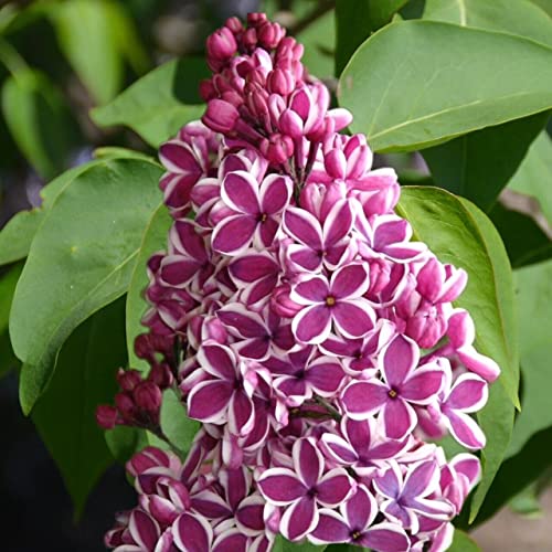 Lilac Seeds Perennial Flower Garden Tree Bush Shrub Seeds 75 Seeds #TOP2