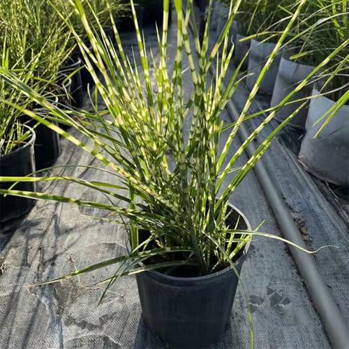Miscanthus sinensis, cebra - de jardín al aire libre de oficina, sombra, habitaciones Arbustos hoja resistentes al invierno, verdes, interior Decoración 200semillas