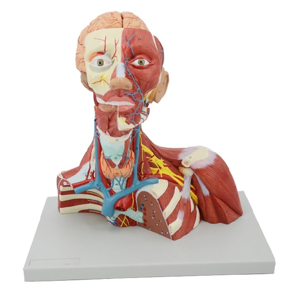 Model anatomiczny ludzkiej czaszki i szyi, odłączany mózg, do wyświetlania informacji edukacyjnych dla studentów