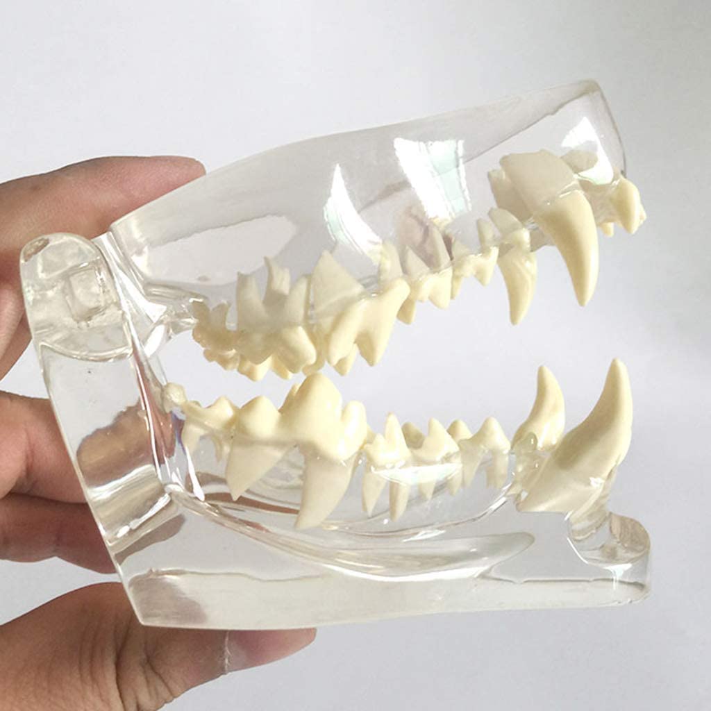 DKULMN Modello odontoiatrico Canino Chiaro, Modello di Studio Modello anatomico Cranio Modello odontoiatrico Canino Chiaro Patologia Denti Medici del Cane Modello per L'Ufficio Strumento educativo