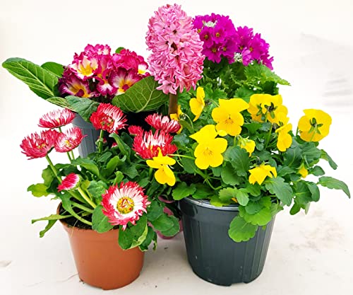 POWERS TO FLOWERS - MISTO PIANTE PRIMAVERILI. PRIMULA OBCONICA, GIACINTO, VIOLA DEL PENSIERO, PRIMULA VERIS, PRATOLINA. 5 PIANTE, piante vere