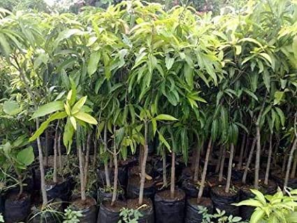 Image of Agritech Black Nursery Cover /Plant Grow Bag - 25 Nos (15x15, 25)