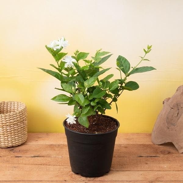 Image of Live Mogra Plant Rare Arabian Jasmine | Multi Petals Mogra Flowering Plant with Pot | Indoor Outdoor Fragrant White Flower Plant for Home Garden Balcony