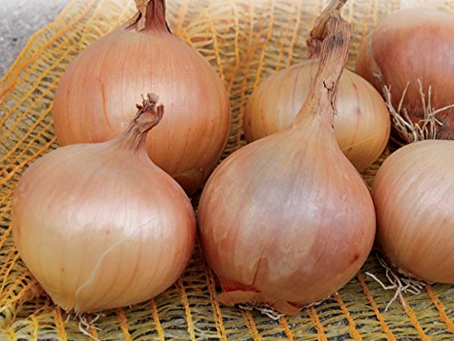 PREMIER SEEDS DIRECT - Vegetable - Onion - STURON - 4 Gram ~ Approx 1050 Seeds