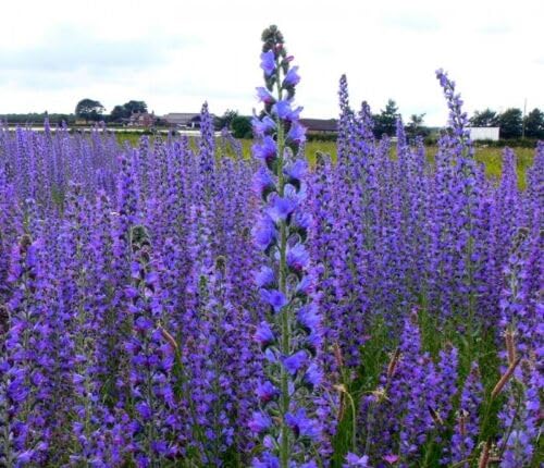 Buy4Seeds Wild Flower Vipers-Bugloss ECHIUM VULGARE 2000 Seeds Easy to Grow