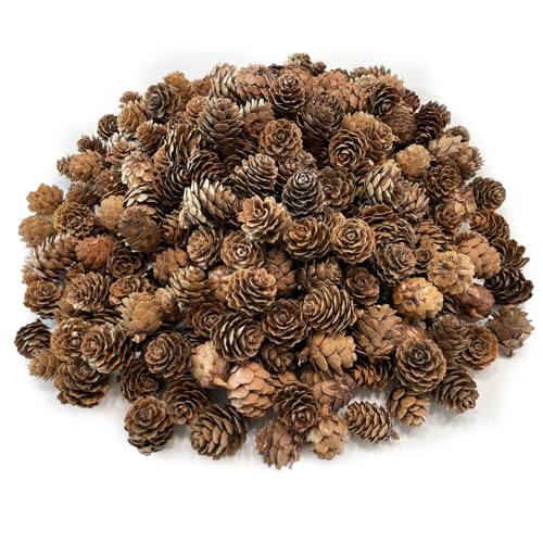 Kesxaus Tannenzapfen Weihnachten Tannenzapfen Natürliche Tannenzapfen...