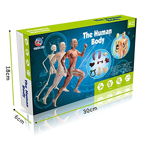 Queenser Órgãos e ossos modelo do corpo humano Conjunto de ferramentas de aprendizagem de montagem s