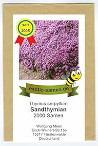 Exotic-Samen Sandthymian Thymus Serpyllum 2000 Samen