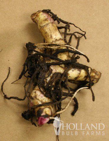 Canna Lily Bulbs - The President Red Canna Rhizomes/Bulbs/Roots (3 Pack) #TOP1