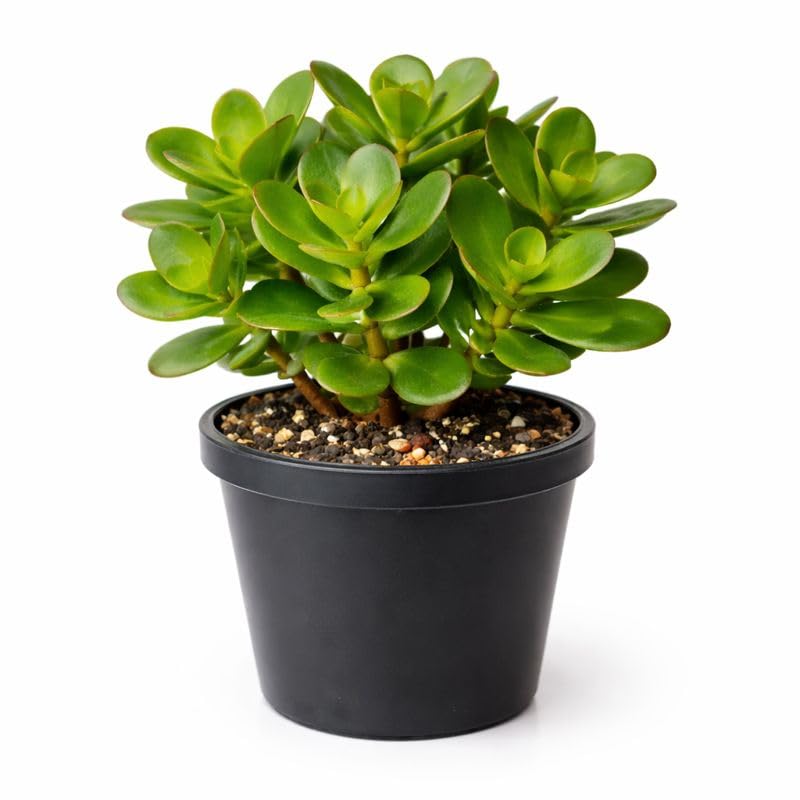 Live Jade Plant (Crassula Ovata) with Pot | Money Plant for Vastu & Feng Shui | Low Maintenance Indoor Plant