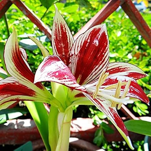 Alasines Amaryllis Bulbos de Jardín Hippeastrum Cover