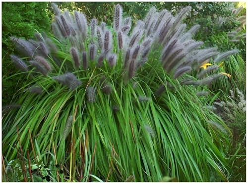 Stauden Gänge 3 x Pennisetum alopecuroides 'Moudry' im 1 Liter Topf (Ziergras/Gräser/Winterhart/Mehrjährig/Staude/Stauden) Schwarzes Lampenputzergras - Dunkle Ähren für stilvolle Akzente