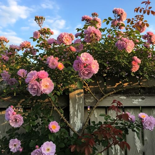 Image of Climbing Rose Hybrid Seeds Pack - Large Flowers- 70 Easy-to-Grow Seeds for Vibrant Blooms, Suitable for All Indian Climates (LAVENDER)