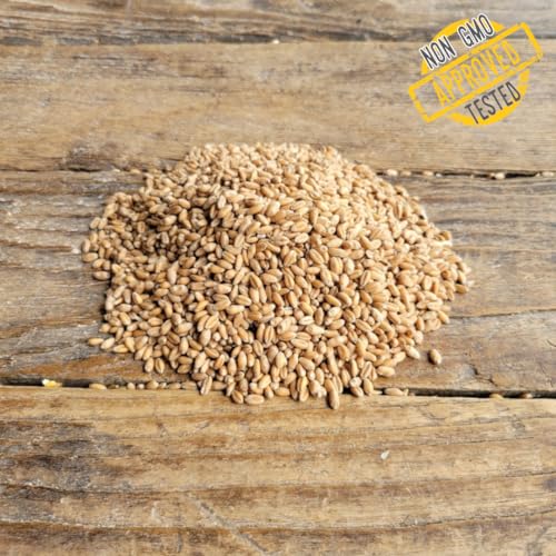 Soft Red Wheat Berries – Non‑GMO Feed Grade – 46 LB Bulk Bag – Ideal for Livestock & Poultry Feed – Grown by Ernst Grain & Livestock (Family Farm)