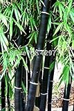 Loss Promotion! 20 bamboo seeds rare giant black moso bamboo bambu seeds professional pack Bambusa Lako tree seeds for home garden