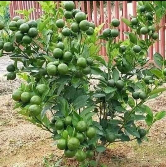 Bari Malta 1 grafted Plant Sweet Malta Lemon or Also Known as Paisa