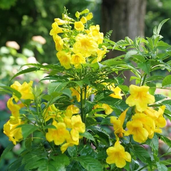 Image of Tecoma Yellow Bell Live Plant with Pot a€ inch Pack of 1 | Bright Flowering Shrub for Home Garden | Outdoor Decorative Yellow Flower Plant