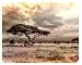 Produktbild m. kern Mousepad Afrika Steppe