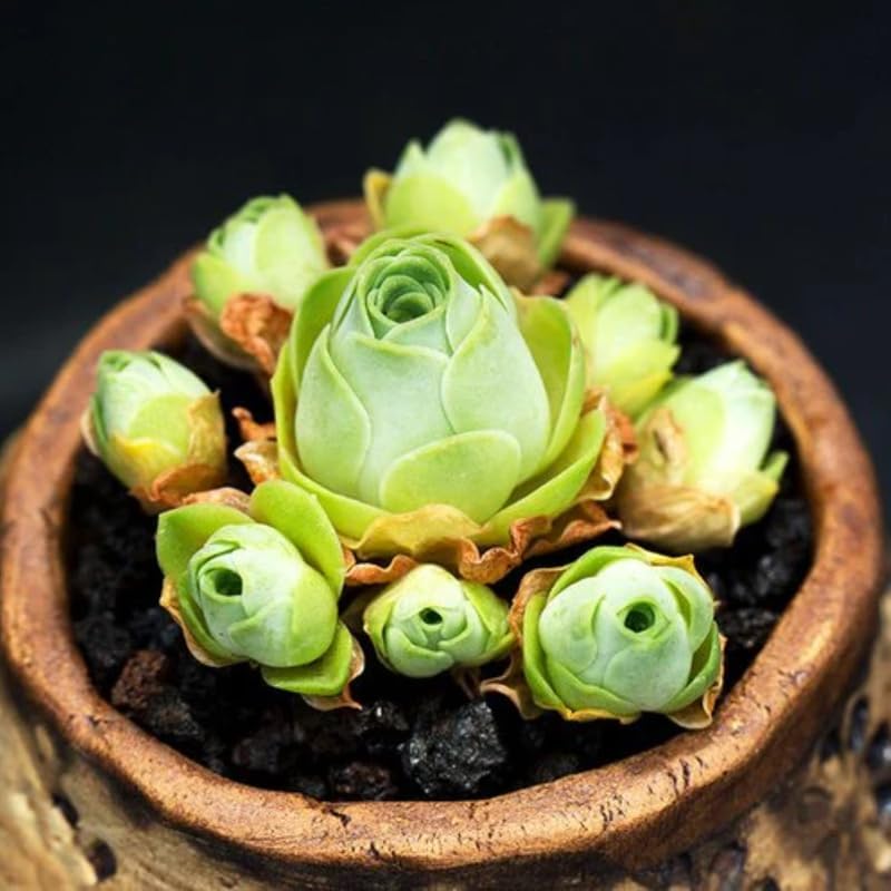Planta de cactus de rosa de montaña, suculenta en forma de rosa rara en maceta de 2 pulgadas, planta de interior para decoración del hogar