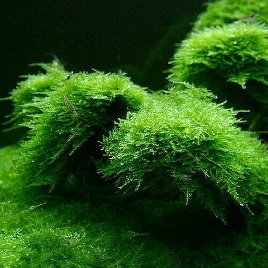 ウィローモス　100g 水草　無農薬 dショッピング |（水草）極 南米ウィローモス（水中葉）（無農薬）（1