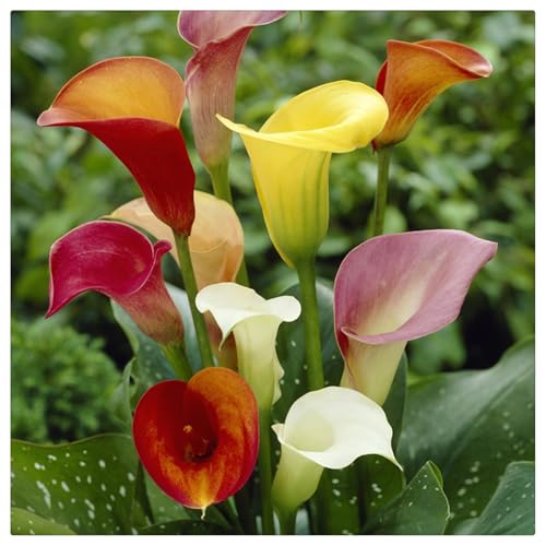 Calla Lily Bulbs for Planting,Excellent Display Indoor Perennial Balcony Garden Bulbs,Calla Lily Tubers UK,Flowering Rhizome,Calla Lily Bulbs Mix-10bulbs-E