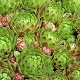 Clovers Garden Hens and Chicks Plants - Two (2) Live Plants – Non-GMO - Not Seeds - Each 4' to 8' Tall – in 4' Inch Pots - Perennial, Kid Friendly Gardening, Heat, Drought Tolerant