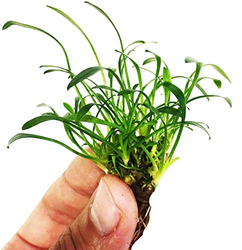 PLANTEREST – Cryptocoryne Parva Potted Foreground Easy Live Aquarium Plant Decorations BUY2GET1FREE