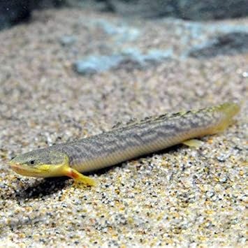 Amazon 熱帯魚 ポリプテルス パルマス ブュティコフェリー ギニア産 １０ １５ｃｍ ワイルド １匹 北海道 九州航空便要保温 Charm チャーム 観賞魚 水中生物 通販