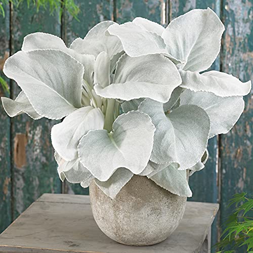 Senecio candidans Angel Wings | Perennial Plant Garden Ready (10-20cm Incl. Pot)