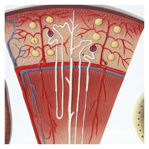 Modèle néphron glomérule AMITD 3 parties détachable pour cours d'anatomie