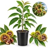 Chinese Chestnut Tree – 1–2 Ft Tall Fruit Tree in Quart Pot, Hardy, Fast-Growing Nut Tree for Yards, Edible Chestnut Producer, Dormant Plant