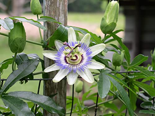 10 Blue Passion Fruit Maracuja Seeds - 10 Seeds (Passiflora Caerulea) - Pack Of 10 Rare And Viable Seeds - Qo Seeds #TOP4