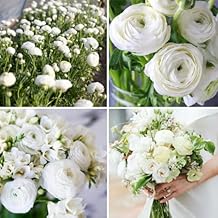 30 Ranunculus Bulbs for Fall Planting, Butterfly Ranunculus Corms, Peony Ranunculus Flower Bulbs for Garden, Vibrant Blooms in Spring White Ranunculus