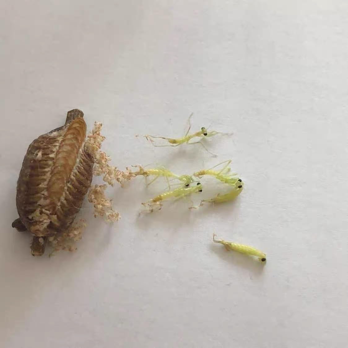 5- Mantis Eggshell - Mantis Egg Hatching Kit