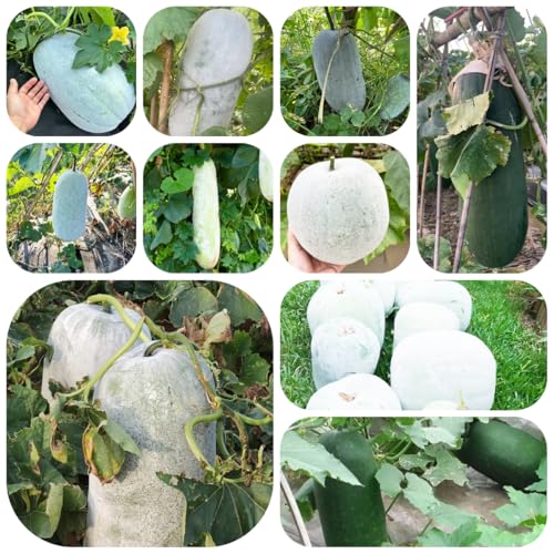 semillas de calabaza de cera - plantas resistentes para el jardín plantas de balcón resistentes jardín interior calabaza de cera macetas semillas exóticas semillas de ajedrea planta de 450pcs