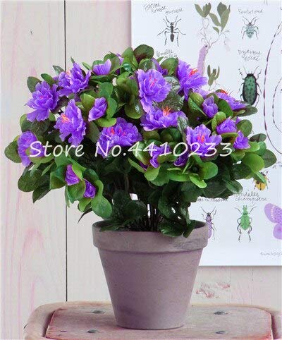 Generic Fresh 100 Stck Rhododendron Azalea Blumensamen zum Pflanzen von  Lavendel : Amazon.de: Garten