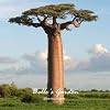 Baobab-Samen, Adansonia Digitata, 2 Stück, für den Garten, Bonsai-Pflanzen