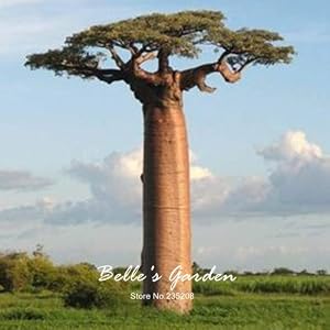 Baobab-Samen, Adansonia Digitata, 2 Stück, für den Garten, Bonsai-Pflanzen