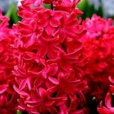 Hyacinth Jan Bos Flower Bulbs – Deep Carmine Red Blooms, Fragrant Spring Hyacinth Bulbs for Fall Planting, Easy Grow Indoor & Outdoor Plant Bulbs, Top Size 16/+ cm