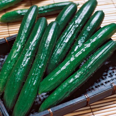 Amazon.co.jp: 接ぎ木 きゅうり 夏すずみ 9cmポット苗 胡瓜 : DIY