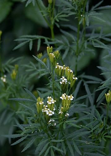 Miniatura 2 de Huacatay Semillas de Perejil, Hierba Peruana y Culinaria de Menta Negra Tagetes Minuta, 100 Semillas para Plantar, Reliquia, Polinización Abierta,