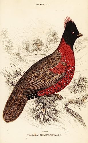 Toile modern peinture Western Horned Tragopan par William Home Lizars texture premium 60x90